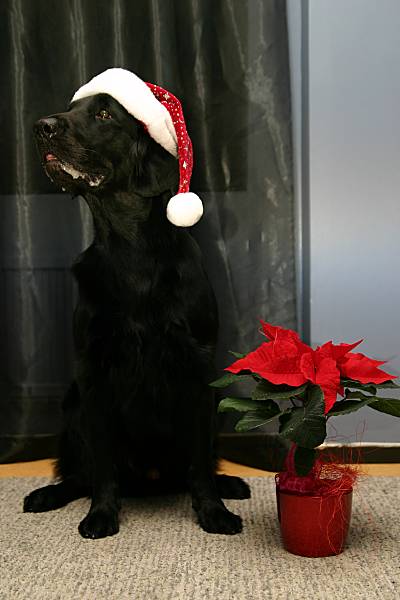 27.12.2005