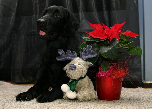 24.12.2005