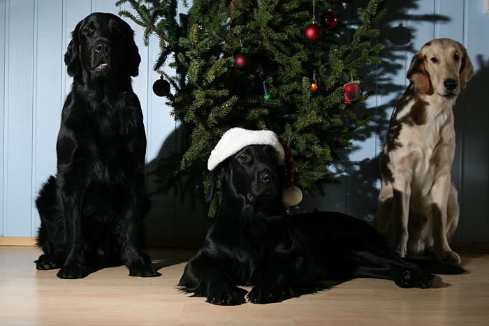 24.12.2006