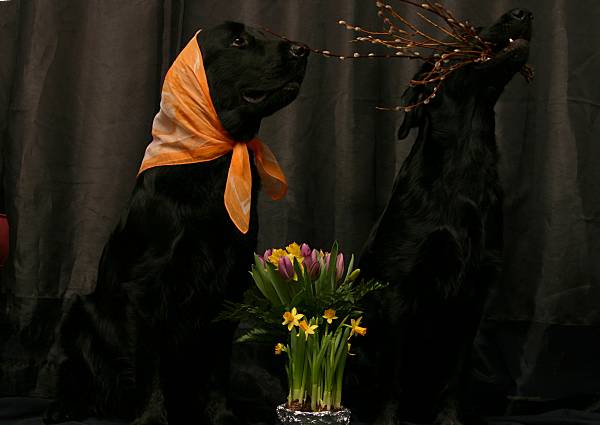 16.04.2006