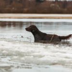 Flatcoated retriever standing in the water.