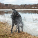 A black flatcoated retriever shaking water out of his coat.