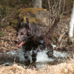 liver flatcoated retriever splasing in a shallow ditch